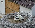 Capi_Dubne_20260617_164002.jpg