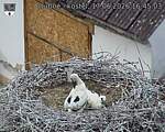 Capi_Dubne_20260617_164503.jpg