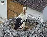 Capi_Dubne_20260617_170503.jpg