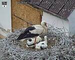 Capi_Dubne_20260617_171002.jpg