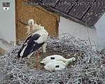 Capi_Dubne_20260617_173003.jpg