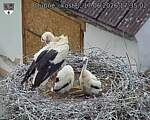 Capi_Dubne_20260617_173502.jpg