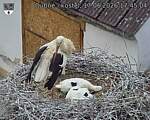 Capi_Dubne_20260617_174504.jpg