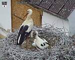 Capi_Dubne_20260617_175503.jpg