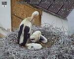 Capi_Dubne_20260617_180003.jpg