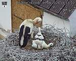 Capi_Dubne_20260617_181002.jpg