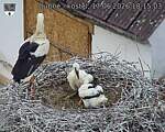 Capi_Dubne_20260617_181503.jpg