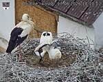 Capi_Dubne_20260617_182002.jpg