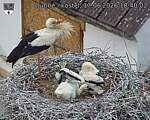Capi_Dubne_20260617_184002.jpg