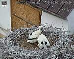 Capi_Dubne_20260617_184504.jpg