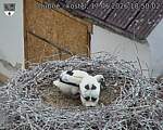 Capi_Dubne_20260617_185003.jpg