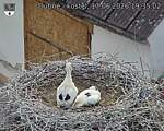 Capi_Dubne_20260617_193502.jpg