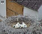 Capi_Dubne_20260617_194503.jpg