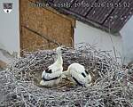Capi_Dubne_20260617_195502.jpg