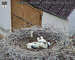 Capi_Dubne_20260617_200003.jpg