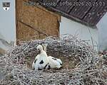 Capi_Dubne_20260617_202504.jpg