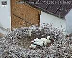 Capi_Dubne_20260617_203002.jpg