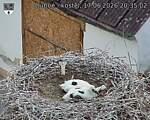 Capi_Dubne_20260617_203502.jpg
