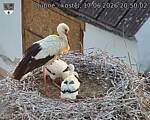 Capi_Dubne_20260617_205002.jpg