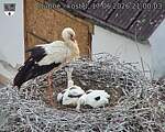 Capi_Dubne_20260617_210003.jpg
