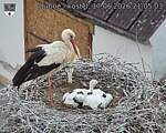 Capi_Dubne_20260617_210503.jpg