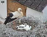 Capi_Dubne_20260617_211502.jpg