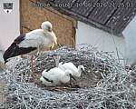 Capi_Dubne_20260617_212503.jpg