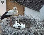 Capi_Dubne_20260617_213002.jpg