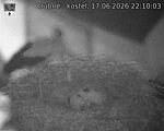 Capi_Dubne_20260617_221003.jpg
