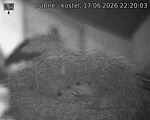 Capi_Dubne_20260617_222003.jpg