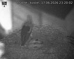Capi_Dubne_20260617_232002.jpg
