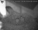Capi_Dubne_20260618_001003.jpg