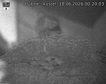 Capi_Dubne_20260618_002003.jpg