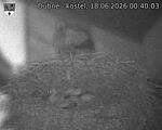 Capi_Dubne_20260618_004003.jpg