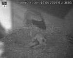 Capi_Dubne_20260618_011003.jpg