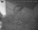 Capi_Dubne_20260618_011502.jpg