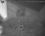 Capi_Dubne_20260618_013003.jpg