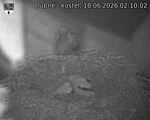 Capi_Dubne_20260618_021002.jpg