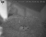 Capi_Dubne_20260618_023502.jpg