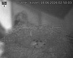 Capi_Dubne_20260618_025003.jpg