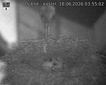 Capi_Dubne_20260618_035502.jpg