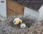 Capi_Dubne_20260618_052503.jpg