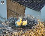 Capi_Dubne_20260618_053003.jpg
