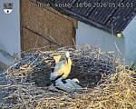 Capi_Dubne_20260618_054503.jpg