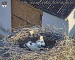 Capi_Dubne_20260618_060003.jpg