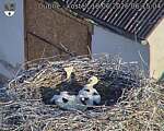 Capi_Dubne_20260618_061504.jpg