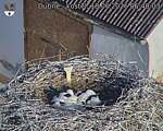 Capi_Dubne_20260618_064003.jpg