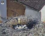 Capi_Dubne_20260618_064503.jpg