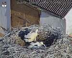 Capi_Dubne_20260618_065503.jpg