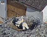 Capi_Dubne_20260618_071004.jpg